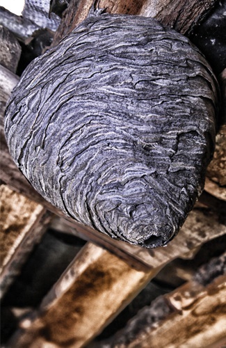 Wasp nest treatment Wasp nest treatment